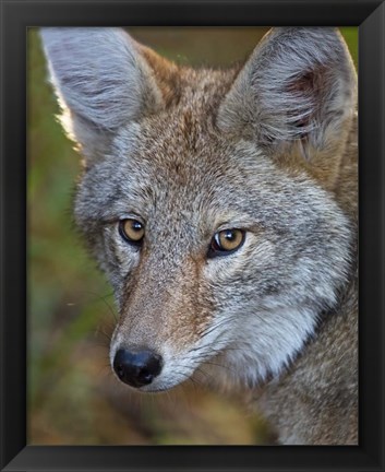 Framed Coyote Print