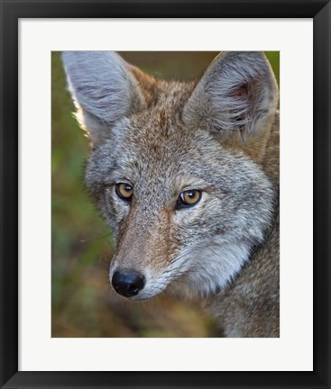 Framed Coyote Print