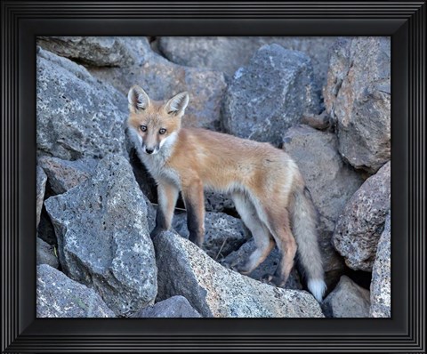 Framed Red Fox Kit I Print