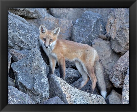 Framed Red Fox Kit I Print