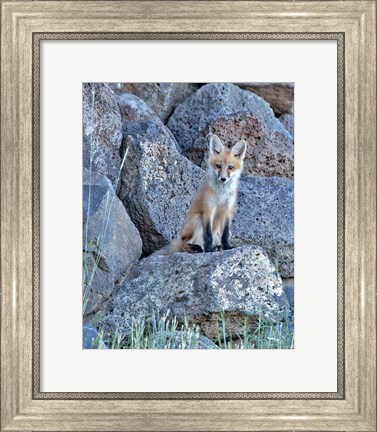 Framed Red Fox Kit II Print