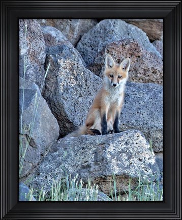Framed Red Fox Kit II Print