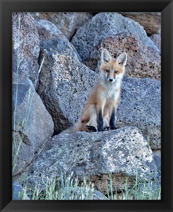 Framed Red Fox Kit II Print