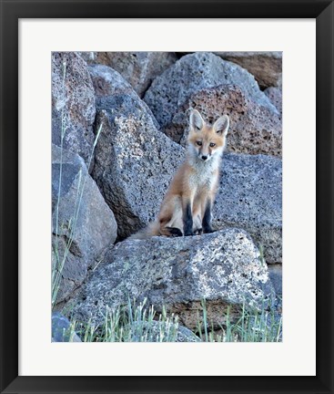 Framed Red Fox Kit II Print