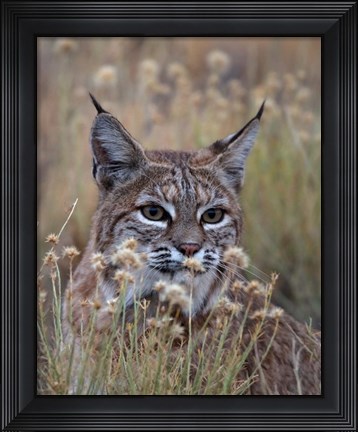 Framed Bobcat Print