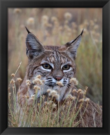 Framed Bobcat Print