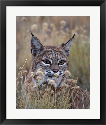 Framed Bobcat Print