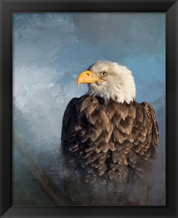 Framed Bald Eagle Print