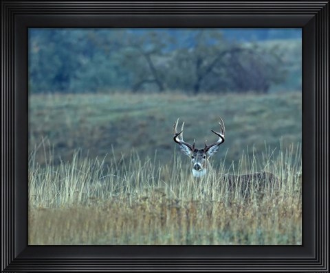 Framed Montana Whitetail Buck Print