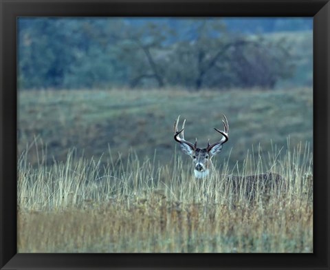 Framed Montana Whitetail Buck Print