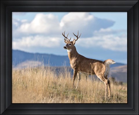 Framed Montana Whitetail Buck II Print