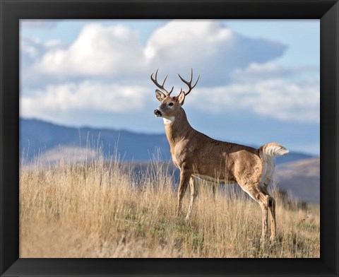 Framed Montana Whitetail Buck II Print