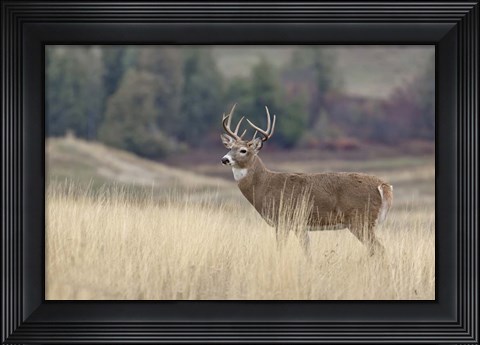 Framed Montana Whitetail Buck III Print