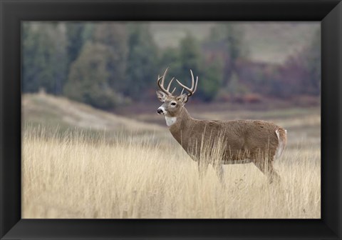 Framed Montana Whitetail Buck III Print