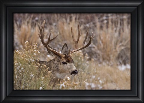 Framed Mule Deer Buck Print