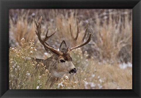 Framed Mule Deer Buck Print