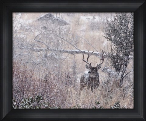 Framed Mule Deer Buck - Steens Mountain Print
