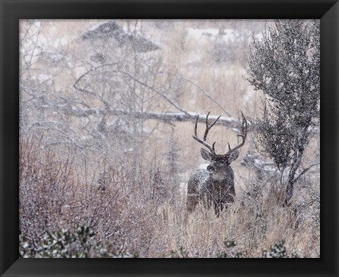 Framed Mule Deer Buck - Steens Mountain Print