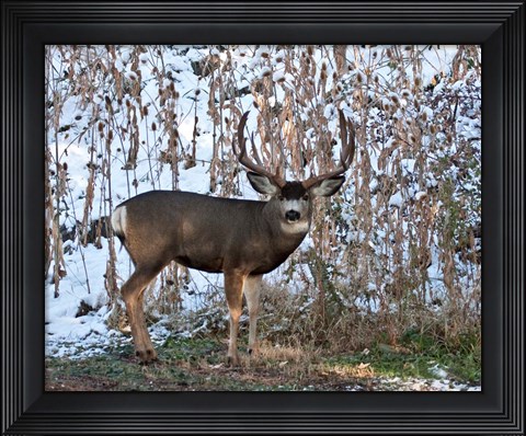 Framed Mule Deer Buck Print