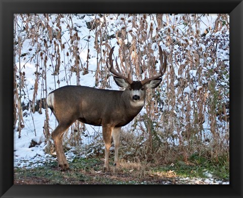 Framed Mule Deer Buck Print