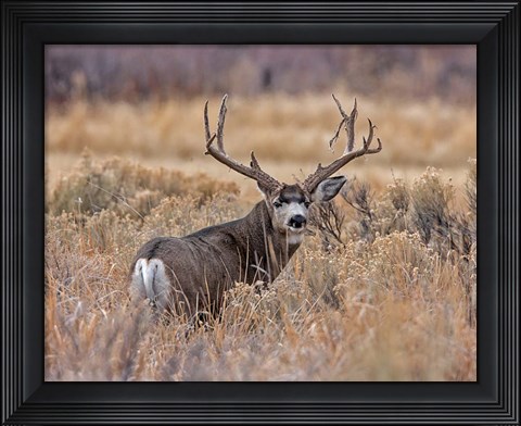 Framed Mule Deer Buck II Print