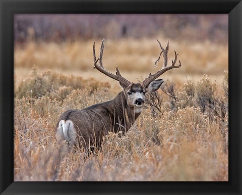 Framed Mule Deer Buck II Print