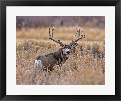 Framed Mule Deer Buck II Print