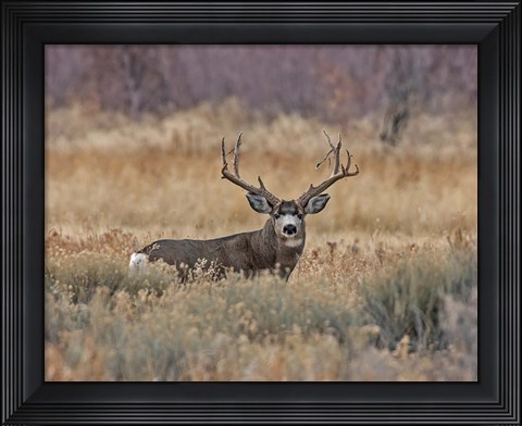 Framed Mule Deer Buck III Print