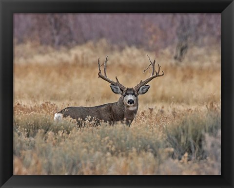 Framed Mule Deer Buck III Print