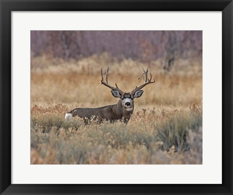 Framed Mule Deer Buck III Print