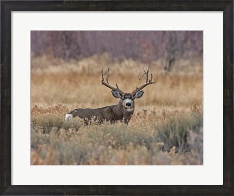 Framed Mule Deer Buck III Print