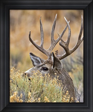 Framed Mule Deer Buck IV Print