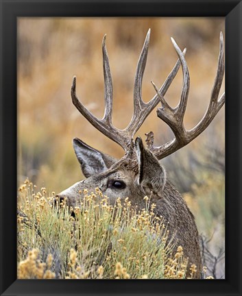 Framed Mule Deer Buck IV Print