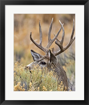 Framed Mule Deer Buck IV Print