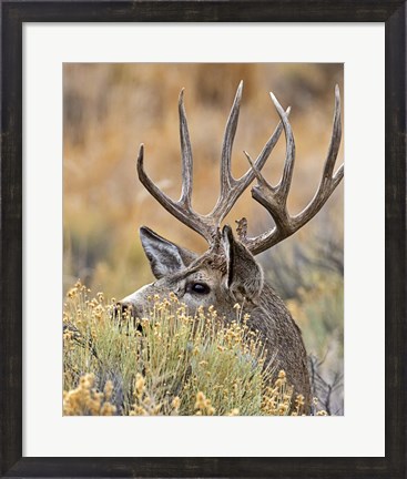Framed Mule Deer Buck IV Print