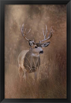 Framed Muley - Malheur Print