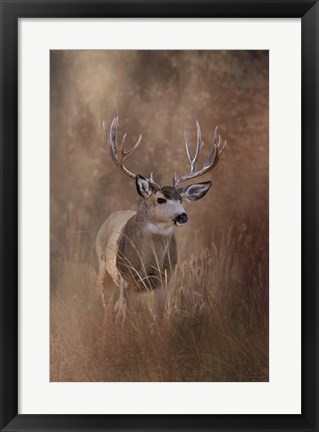 Framed Muley - Malheur Print