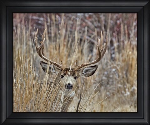 Framed Muley - Malheur II Print