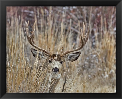 Framed Muley - Malheur II Print