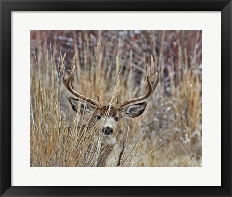 Framed Muley - Malheur II Print