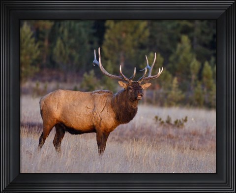 Framed Bull Elk Print