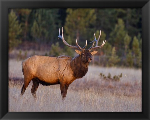 Framed Bull Elk Print