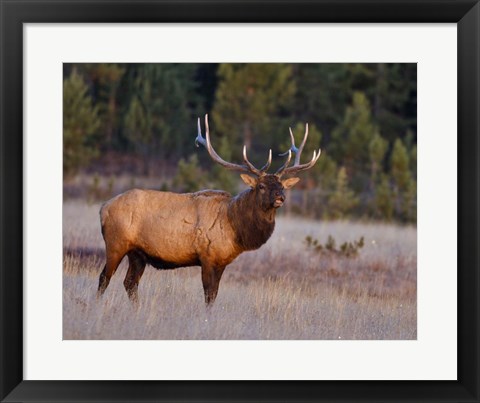 Framed Bull Elk Print