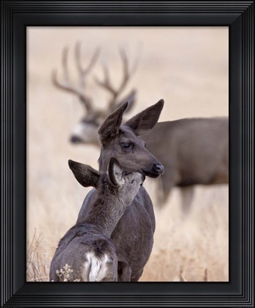 Framed Dark Mule Deer Doe Print