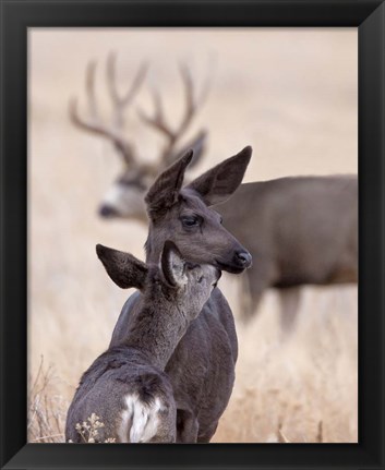 Framed Dark Mule Deer Doe Print