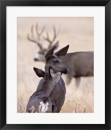 Framed Dark Mule Deer Doe Print