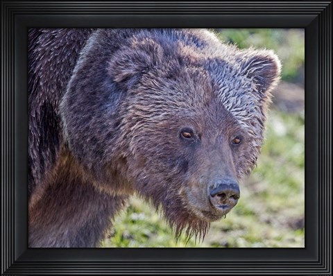 Framed Grizzly Bear Boar Print