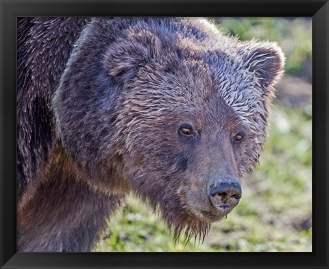 Framed Grizzly Bear Boar Print