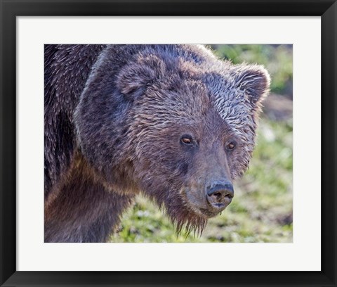 Framed Grizzly Bear Boar Print