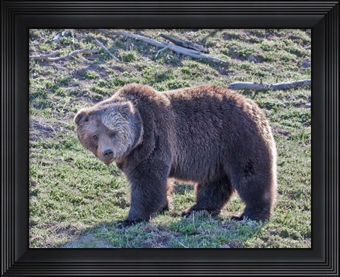 Framed Grizzly Bear Boar II Print
